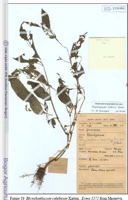 Figure 10  Rhynchoglossum celebicum Karton., Eyma 1572 from Maraowa, 