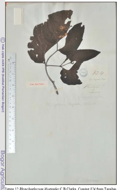 Figure 12 Rhynchoglossum klugioides C.B.Clarke, Cuming 824 from Tayabas, 