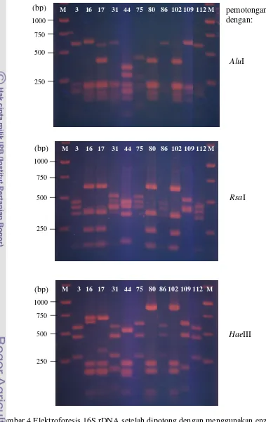 Gambar 4 Elektroforesis 16S rDNA setelah dipotong dengan menggunakan enzim restriksi AluI, RsaI dan HaeIII dari 11 isolat Pseudomonas sp