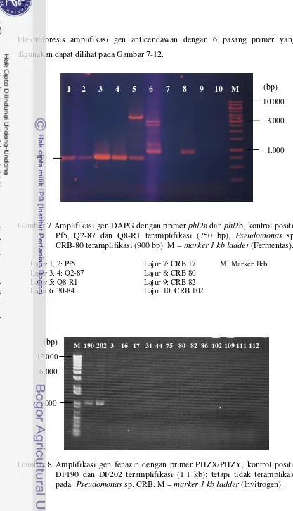 Gambar 7 Amplifikasi gen DAPG dengan primer phl2a dan phl2b, kontrol positif 