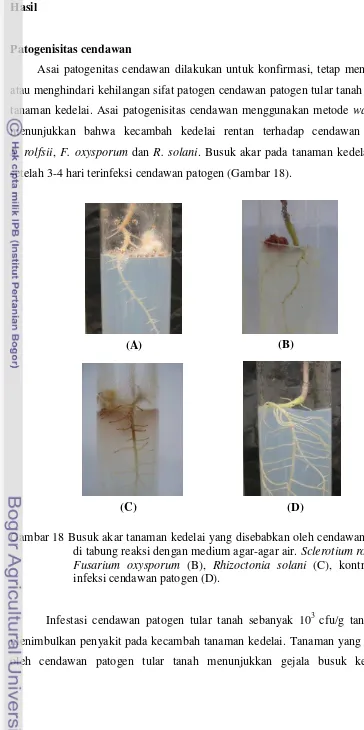 Gambar 18 Busuk akar tanaman kedelai yang disebabkan oleh cendawan patogen 