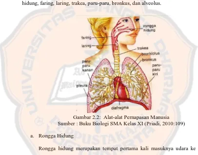 Gambar 2.2:  Alat-alat Pernapasan Manusia Sumber : Buku Biologi SMA Kelas XI (Priadi, 2010:109) 