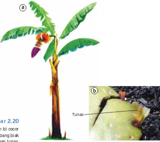 Gambar 2.20a) Pisang dan b) cocor 