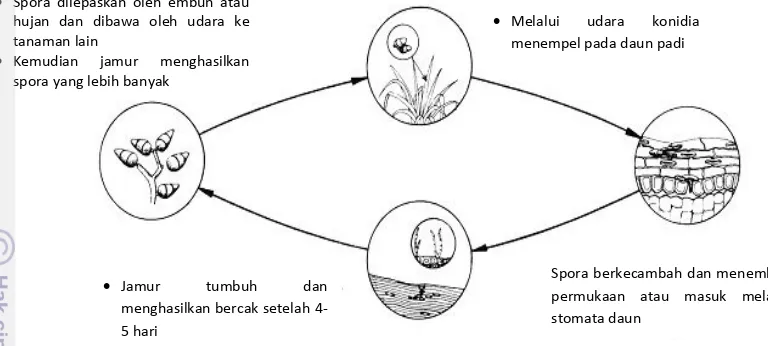 Gambar 2: Siklus hidup P. grisea (IRRI/CIMMYT 2009). 