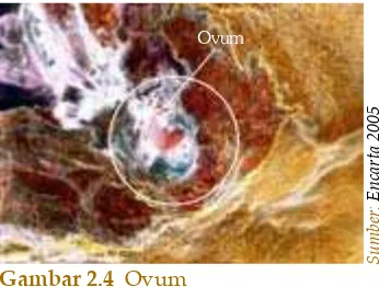 Gambar 2.5  Spermatozoa