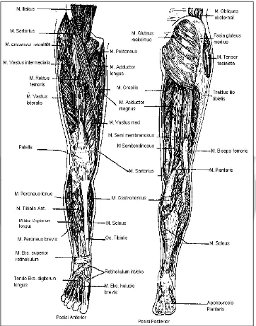 Gambar 8. Struktur Otot Tungkai 