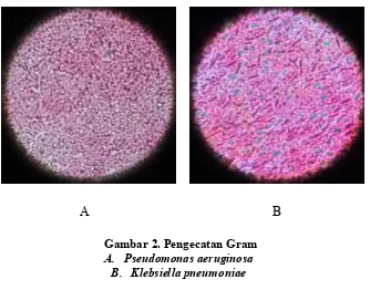 Gambar 2. Pengecatan Gram 