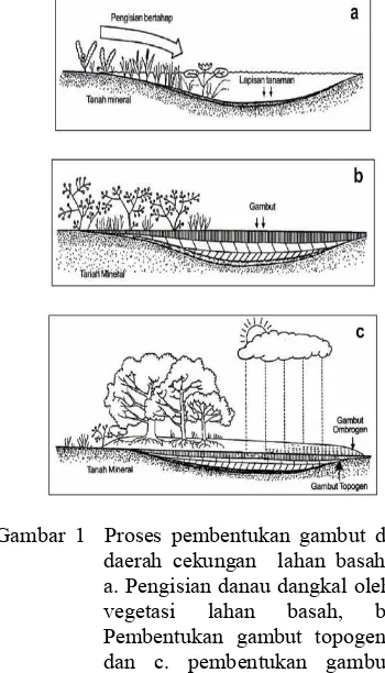 Gambar 1  Proses pembentukan gambut di daerah cekungan  lahan basah: a. Pengisian danau dangkal oleh vegetasi lahan basah, b
