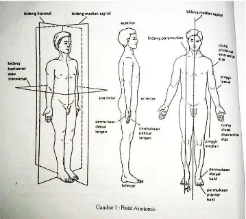 Gambar 1. Posisi Anatomi 