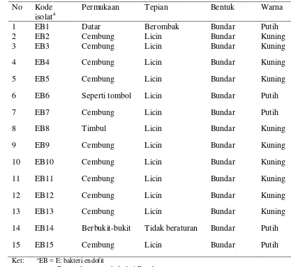 Tabel 2  Karakterisasi morfologi isolat bakteri endofit dari perakaran tanaman lada yang berasal dari Kabupaten Bangka dan Bangka Tengah 