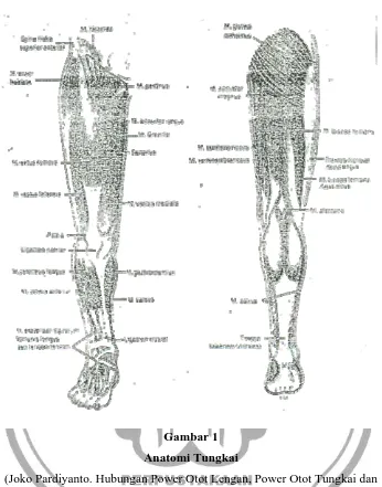 Gambar 1 Anatomi Tungkai 