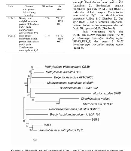 Gambar 2  Filogenetik gen nifD metanotrof BGM 3 dan BGM 9 yang dibandingkan dengan gen nifD beberapa spesies bakteri diazotrof menggunakan metode Neighbor Joining (NJ) dan boostrop 100x 