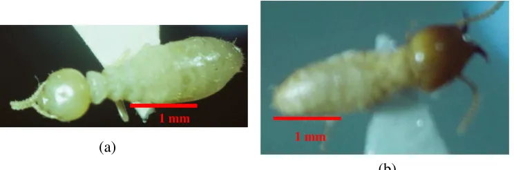 Gambar 3  Rayap C. curvignathus (a) pekerja dan (b) prajurit. 