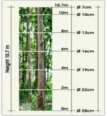 Gambar 2 :   Ilustrasi Perhitungan Kubikasi  Pohon Jati JUN Usia 5 Tahun  