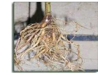 Gambar 6 : Pembentukan akar  tunjang tanaman JUN pada usia 3 Bulan 