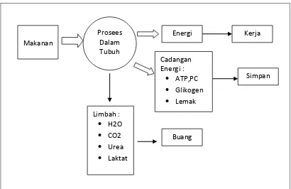 Gambar 2.1 Alur Proses Makanan menjadi Energi 