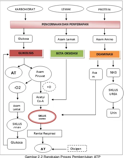 Gambar 2.2 Rangkaian Proses Pembentukan ATP 