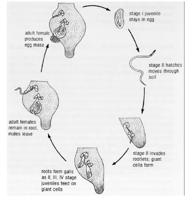 Gambar 2 Siklus hidup Meloidogyne spp. (Sumber: http://www.ctahr.hawaii.edu )