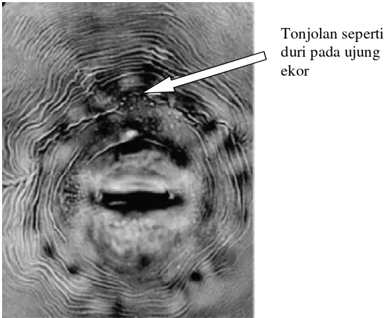 Gambar 4 Ciri khusus pCiri khusus pola perineal Meloidogyne hapla (Sumber: Eisenbacsenback 2003)