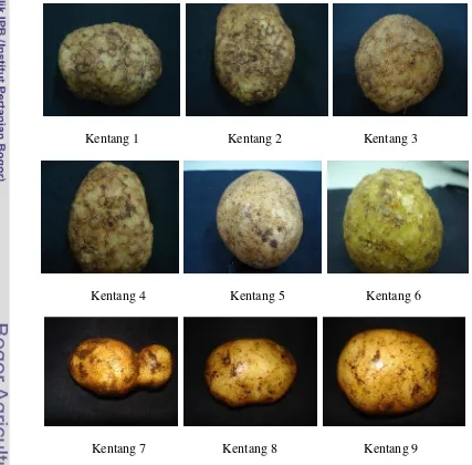 Gambar 8  Contoh umbi kentang yang terinfeksi NPA asal Pangalengan (1-6) dan                   tidak terinfeksi NPA asal Kertasari (7-9) 