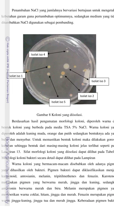 Gambar 8 Koloni yang diisolasi. 