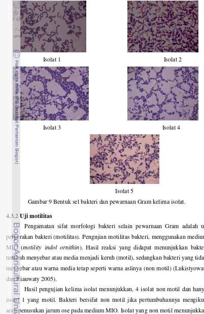 Gambar 9 Bentuk sel bakteri dan pewarnaan Gram kelima isolat. 