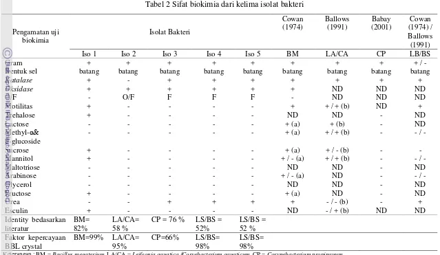 Tabel 2 Sifat biokimia dari kelima isolat bakteri 