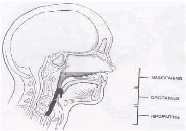 Gambar 3. Bagian-bagian Fungsional Faring 