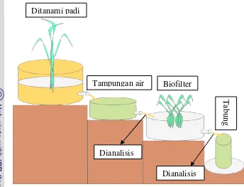 Gambar 8. Pelindian tanah sulfat masam yang ditanami padi menggunakan air 