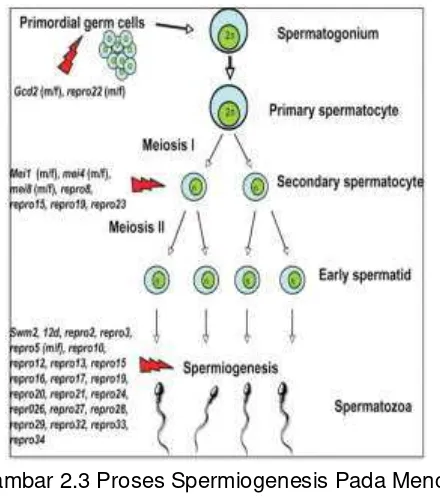 Gambar 2.3 Proses Spermiogenesis Pada Mencit 