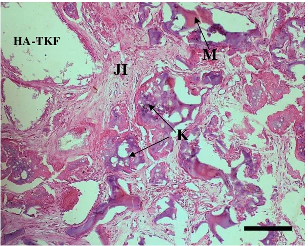 Gambar 14  Gambaran mikroskopis persembuhan tulang perlakuan pada hari ke-60 pascaoperasi, terjadi perkembangan struktur implan dengan adanya indikasi pembentukan tulang rawan dan pertumbuhan jaringan ikat