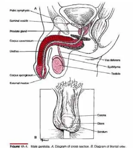 Gambar 8. Organ genetalia pria 