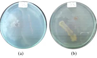 Gambar 2 Penghambatan pertumbuhan R. solani uji kompatibilitas oleh (a) formula A2 dan (b) formula A8  pada media potato dextrose agar (PDA)