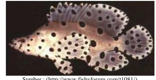 Gambar 1. Ikan Kerapu Bebek (Cromileptes activelis) 