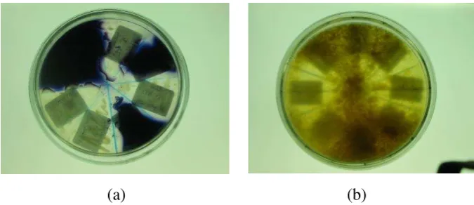 Figure 4. Picture of starch degrading bacteria (a) and protein degrading bacteria (b)