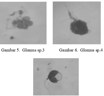 Gambar 7.  Glomus sp. pada larutan melzer’s reagent  
