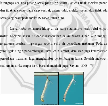 Gambar 2.2 Larva Aedes aegytpi dan Aedes albopictus (Sumber : Medical Entomology, 2002) 