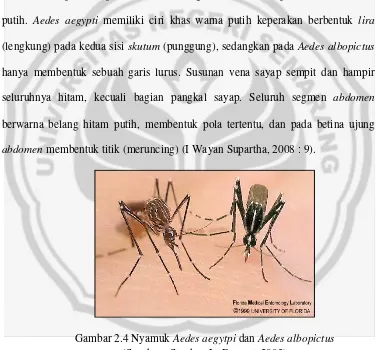 Gambar 2.4 Nyamuk Aedes aegytpi dan Aedes albopictus 