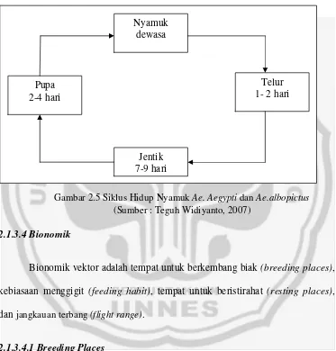 Gambar 2.5 Siklus Hidup Nyamuk Ae. Aegypti dan Ae.albopictus 