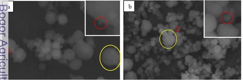 Gambar 6Foto SEM nanopartikel temulawak dengan sekali ultrasonikasi (a) dan dua kali 