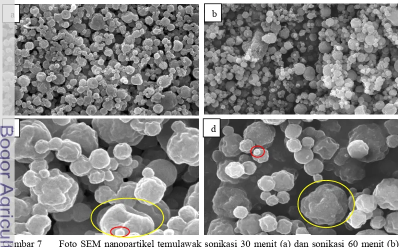 Gambar 7Foto SEM nanopartikel temulawak sonikasi 30 menit (a) dan sonikasi 60 menit (b) 