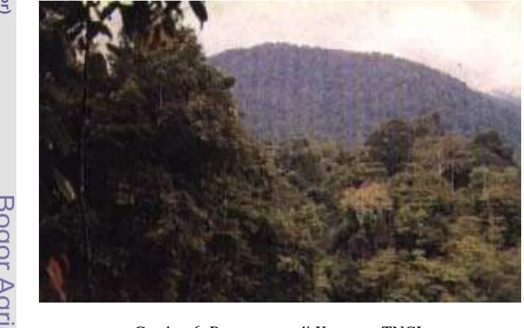 Gambar 6. Pegunungan di Kawasan TNGL 