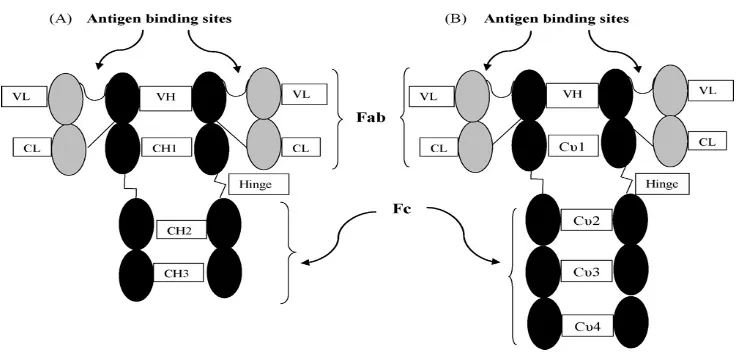 Gambar 6 Perbedaan struktur IgG manusia (A) dengan IgY (B). (Silva dan Tambourgi 2010)  