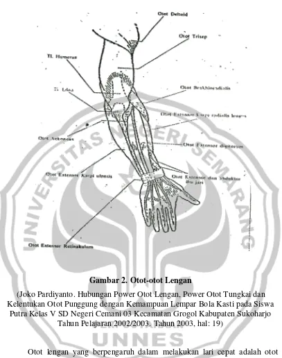 Gambar 2. Otot-otot Lengan 