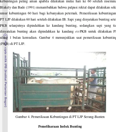 Gambar 4. Pemeriksaan Kebuntingan di PT LJP Serang-Banten 