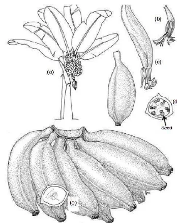 Gambar 1. Bunga dan buah pada pisang 