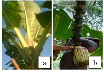 Gambar 3. Tanaman Pisang yang Berbunga (a) dan Munculnya Bunga Jantan (b). 