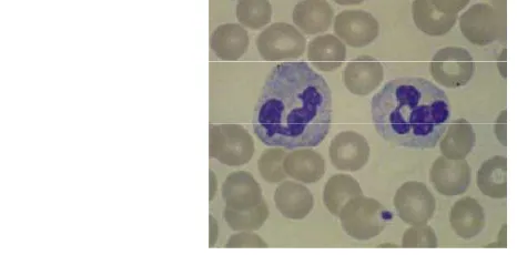 Gambar 4 Gambaran normal netrofil (Hoffbrand (2006) dalam Saputri et al. 2010). 