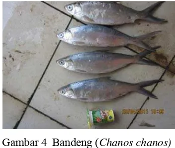 Gambar 4  Bandeng (Chanos chanos) 