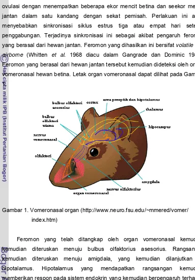 Gambar 1. Vomeronasal organ (http://www.neuro.fsu.edu/~mmered/vomer/ 